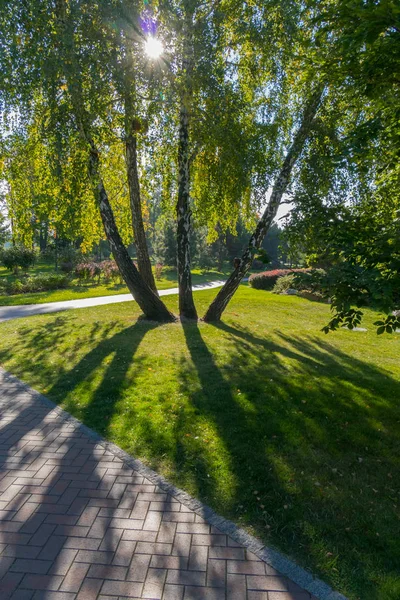 Um agrupamento de quatro bétulas em um parque através do qual a luz solar brilha na grama verde — Fotografia de Stock
