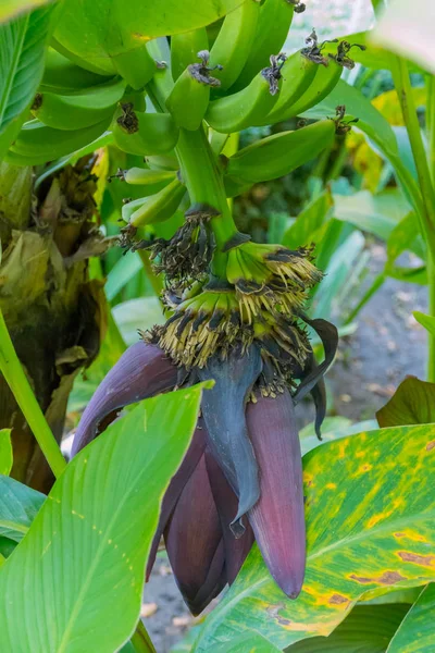 Detailní Foto banán větve s plody zralé a stále zelené — Stock fotografie