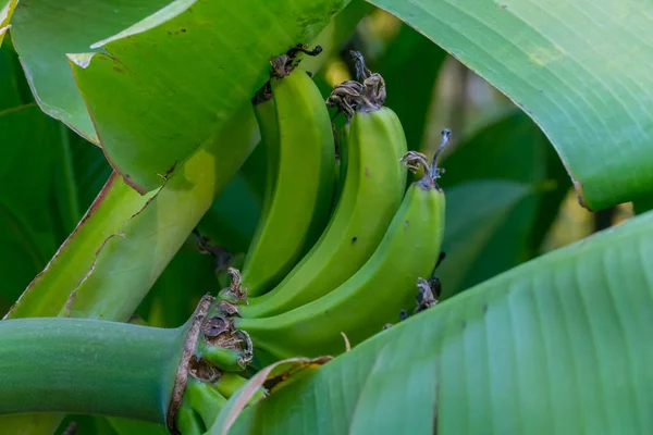 Zelené dlouhé plody s velkými listy na větvích banán — Stock fotografie