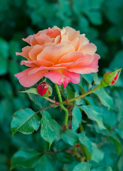 Ένα όμορφο τριαντάφυλλο λουλούδι με λεπτεπίλεπτα πέταλα σε ένα λεπτό στέλεχος με αγκάθια και φωτεινά πράσινα φύλλα. Ένα υπέροχο άρωμα που δεν θα αφήσει κανέναν αδιάφορο. — Φωτογραφία Αρχείου