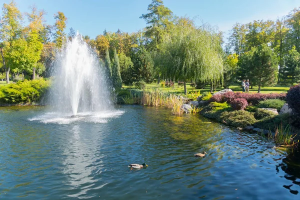 Lake with waterfowl ducks and a large beautiful fountain in the background of the green park zone. Mezhigorye, Ukraine