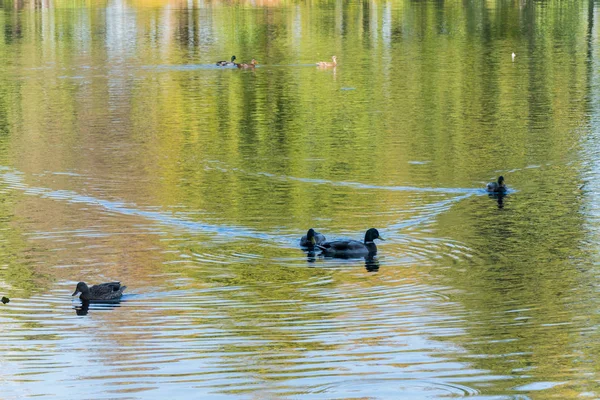 Patos selvagens flutuam ao longo do lago, o que reflete a ravina e o céu — Fotografia de Stock
