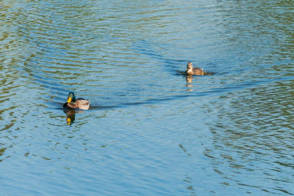 Schöne Enten, die auf der Wasseroberfläche des Teiches schwimmen, als ob sie sich mit ihrem Gefieder gegenseitig einholen und in der Sonne glitzern würden. — Stockfoto