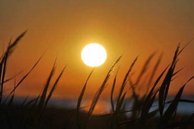 batan güneşin rüzgar esintisi hareket çim spikelets arka planı güzel sahne