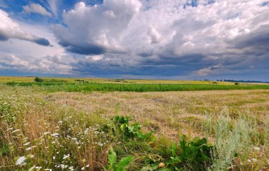 Kuru ve taze çimenlerin üzerinde mavi gökyüzünün altında hangi papatya bloom ile sarı-yeşil bozkır