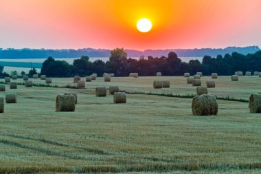 Alan hasat saman ile şık bir manzara. Sarı anız yerde büyüyen bir ağaç dikme abutting çimleri biçilmis.