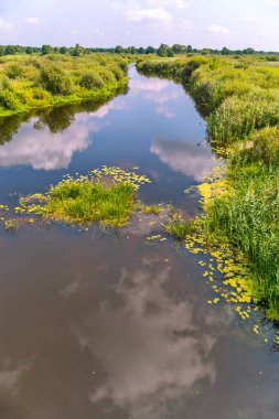 Küçük bir nehir çok sayıda farklı yeşil bitkiler ile defne