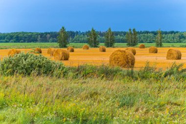 altın ağaç alan mavi gökyüzüne karşı kenarı boyunca ile saman balya