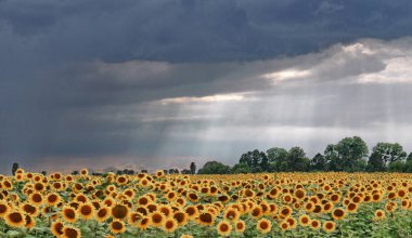 Noble sunflowers raised their heads up towards the rain that was going away in the distance clipart