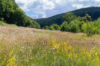 parlak alan Çimen Dağı nın uzun boylu forest yakınındaki glade içinde kuru ot arasında
