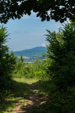 Ağaçlarının gölgesinde bir muhteşem dağ vadi yalan mesafe şehirde güzel manzaralı çalıların arasında bir yol.