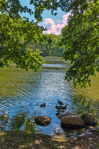 Kachny u břehu si čistí peří u kamenů s překrásným výhledem přes listoví stromů jasnou modrou oblohu a bílé mraky. — Stock fotografie