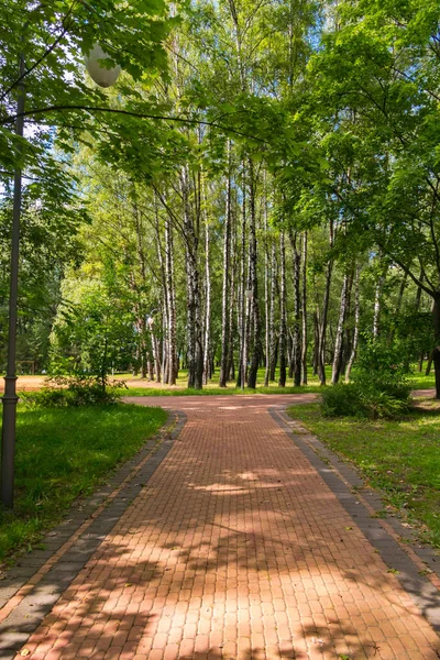 White trunks of a green birch grove and a beautiful walkway led out to them from a tile — Stock Photo, Image