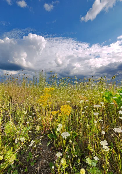 Wiese mit verschiedenen blühenden Kräutern und der Himmel, der sich an Regenwolken klammert — Stockfoto