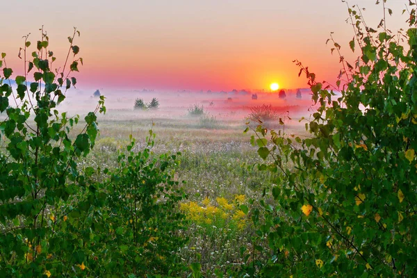 Lever de soleil matinal sur fond de champ vert brumeux aux arbres verts — Photo