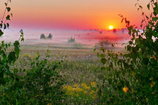 Bir akşam çayır güzel kır çiçekleri ve Güneş ufuk çizgisi üzerinde ağaçların arkasında oturan kırmızı bir disk ile şık bir manzara. — Stok fotoğraf
