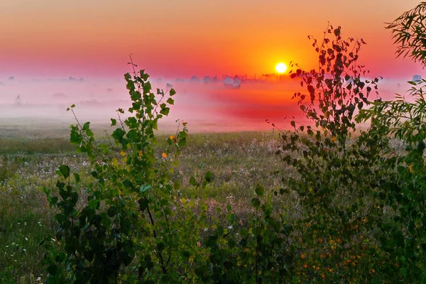 Il prato è inondato di nebbia bianca e il sole rosso cerato riporta tutto in vita — Foto Stock