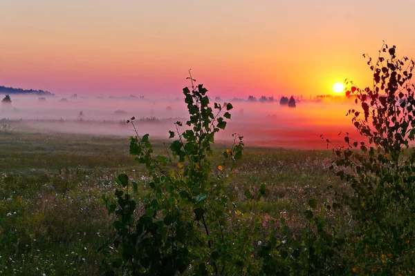 Un bellissimo sorgere del sole sullo sfondo di un verde campo mattutino nebbioso — Foto Stock