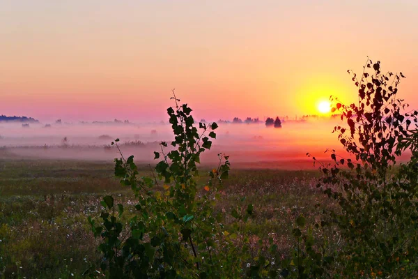 Un bellissimo paesaggio della natura di un campo verde con fiori avvolti in una nebbia pre-alba con il sole che sorge dietro gli alberi . — Foto Stock