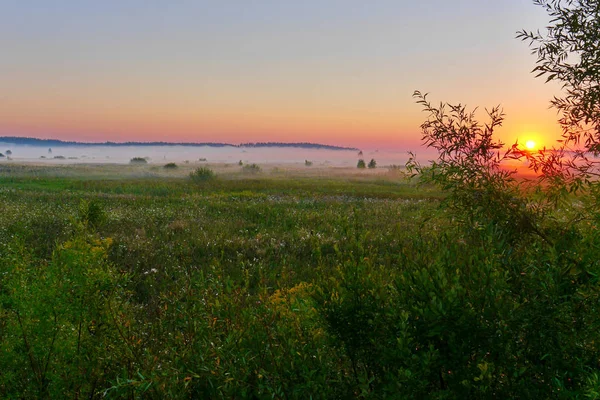 Un magnifico scenario mattutino di una nebbia di latte sparsa su un prato con fiori di campo e il sole che sorge in lontananza — Foto Stock