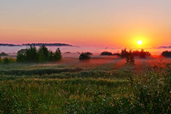 Uno splendido paesaggio che raffigura il tramonto sullo sfondo di un verde campo serale — Foto Stock