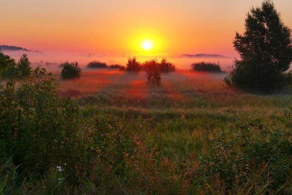 Un tappeto erboso di erba e fiori avvolto nella nebbia del mattino e il sole che sorge sopra di loro — Foto Stock