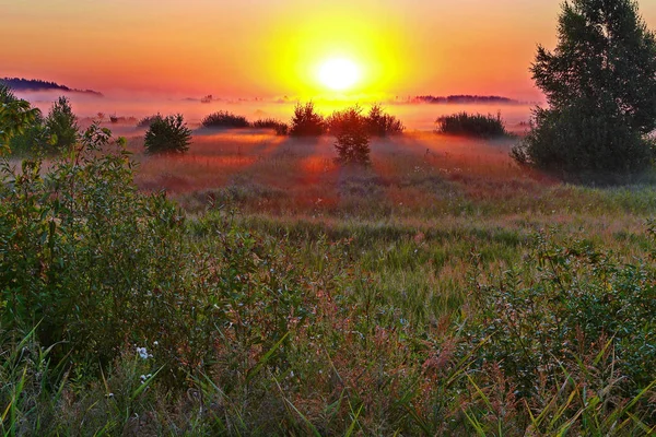 Il paesaggio chic del prato mattutino di una foschia appannata sull'erba e il sole nascente che illumina i suoi raggi tutt'intorno . — Foto Stock
