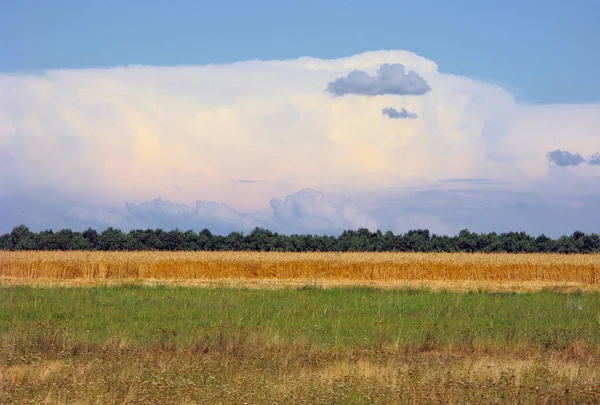 Zlatá Tretra Pole Pozadí Zeleného Lesa Modrá Obloha Mraky Bílá — Stock fotografie