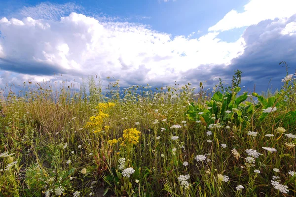 Låga vita moln på en blå himmel över en äng med en matta av grönskande gräs och vackra blommor. Vacker natur med pittoreska natur — Stockfoto