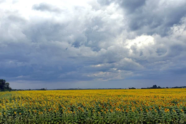 Жовте зелене поле соняшників під похмурим небом — стокове фото