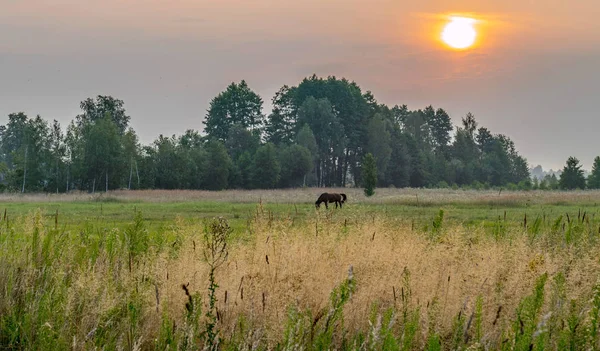 Самотній кінь мирно випасується на зеленому лузі на висхідному сонці — стокове фото
