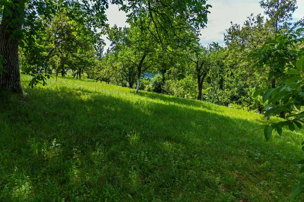 Inclinação com grama macia verde na sombra de uma árvore é um lugar maravilhoso para relaxar — Fotografia de Stock