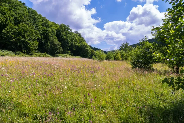 Campo con flores amarillas y púrpuras bajo el cielo azul con nubes blancas Imágenes De Stock Sin Royalties Gratis