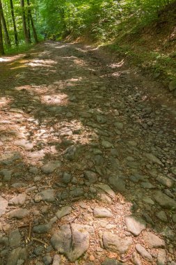 Kayalık yol ormandaki ağaçlar arasında bir tarafta ve diğer küçük bir yamaç üzerinde yürüyor.