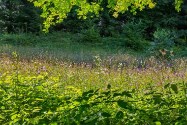 Glade ile çok sayıda vahşi alan arka planı yeşil ağaçlar ve çalılar çok renkli çiçekler