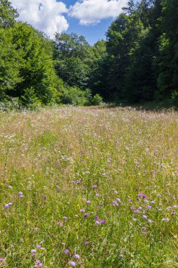 çayır çiçeklerle büyümüş bir muhteşem orman glade
