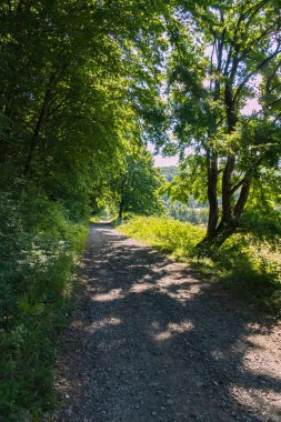 Toplu güneş ışınlarının bir yaprak döken orman kenarında taş yoldan
