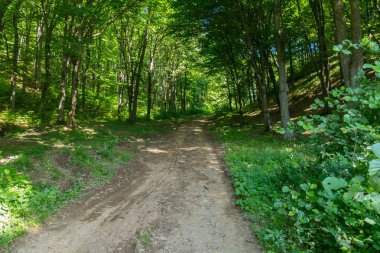 Orman yolu ile çim yol kenarında ve çevreleyen doğanın güzel bir görünümü üzerinde büyüyen otomobil tarafından haddelenmiş.