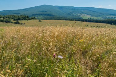 Güzel bir doğa ile yoğun orman büyümüş dağlarındaki uzaktan uzanan yeşil çim ile büyük bir çayır ile.