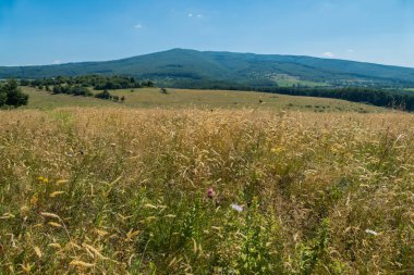 Güzel dağ yamaçları berrak mavi gökyüzünün dibinde yatan çayır ile yeşil yoğun orman kaplı.