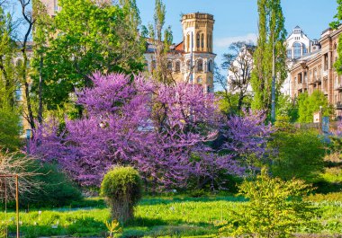 Yemyeşil arka plan güzel mimari yapılar üzerinde pembe çiçek çiçeklenme