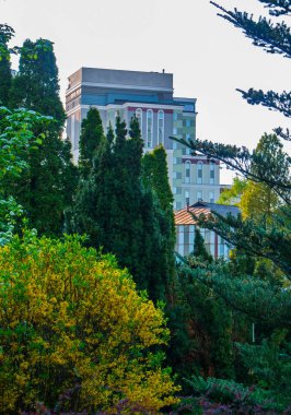 sarı-yeşil bush selvi ve çok katlı arka planda Bina