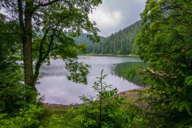 Yeşil bir ormanın ortasında güzel şeffaf dağ göle düşen yağmur damlaları