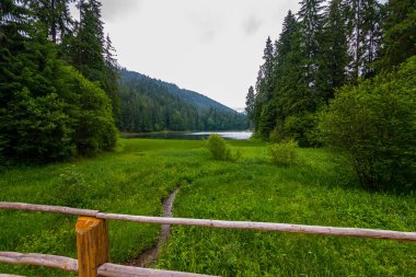 Yeşil otlar arasında küçük bir dere, göl Synevir akar. Karpatlar. Ukrayna