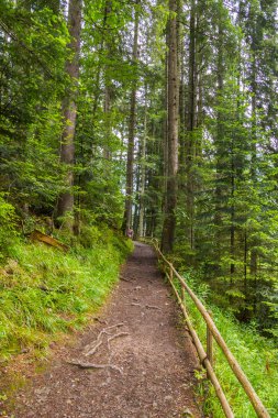 Yolu yamaç kenarında ormandaki küçük bir çit tarafından alınır. Yüksek, ince çam