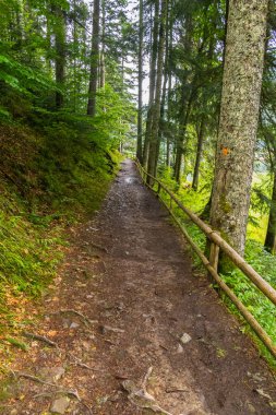 Bir arka plan uzun yeşil ağaçlar ve çalılar ahşap bir çit ile küçük dik dağ yolu