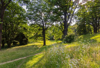 yolları yeşil çim parkta asırlık ağaçlar arasında trodden