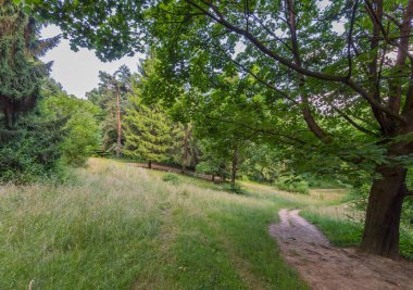 Yerden çıkıntılı kökleri ile büyük bir ağacın yanında geçen yaya iz. Derin ağaçlar ve çalılar yürüyüş.