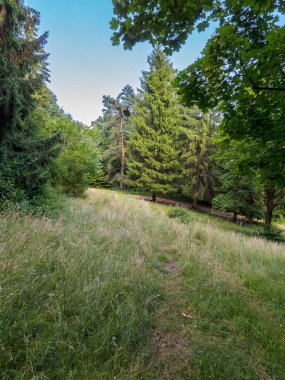 Glade ile sürüş sonra ezilmiş çim yeşil bir ormanda