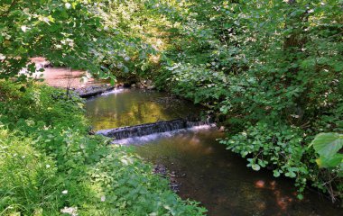 Ormanın ortasında bir nehir üç küçük şelaleler